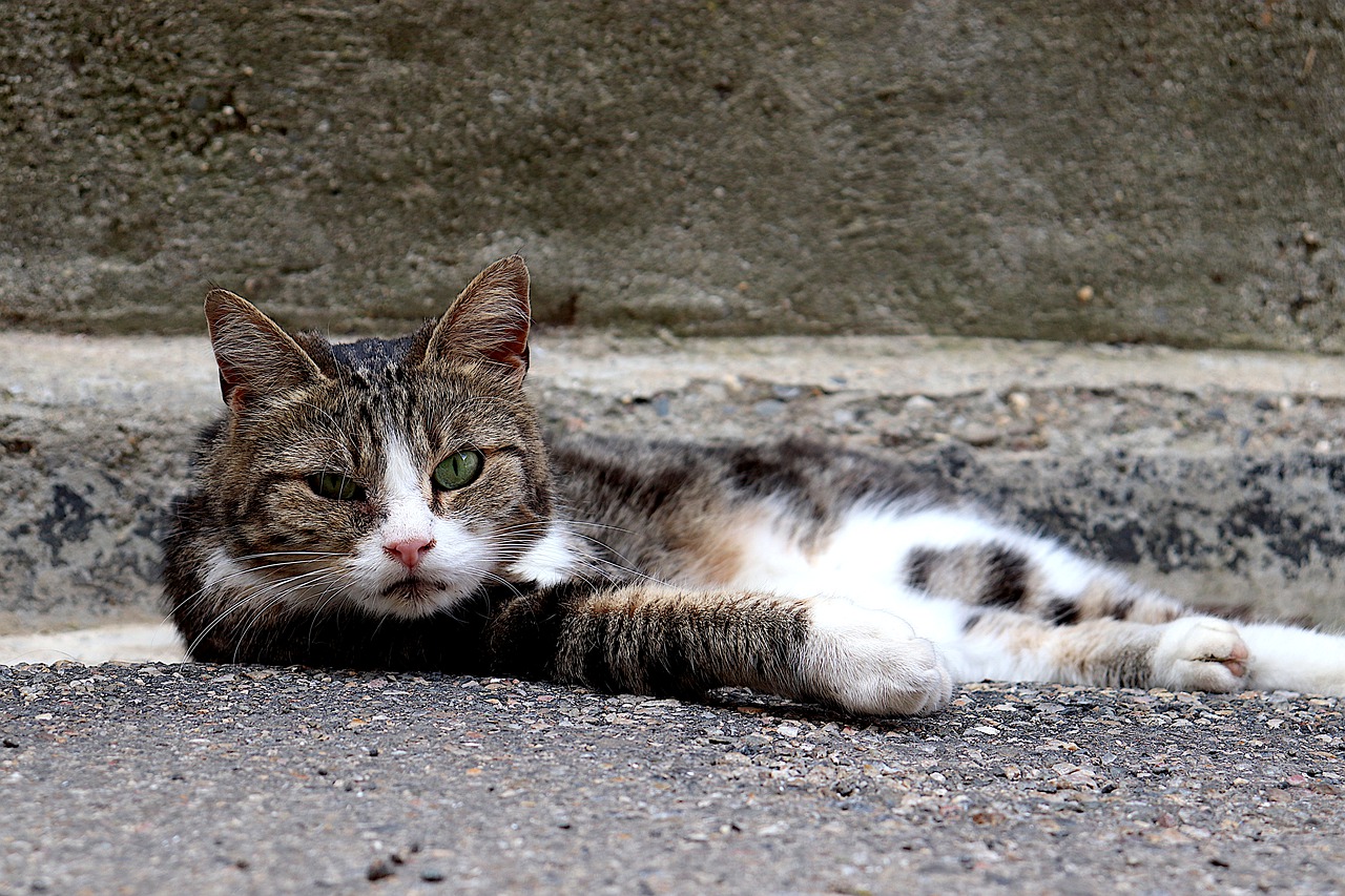 male-gypsy-cat-names