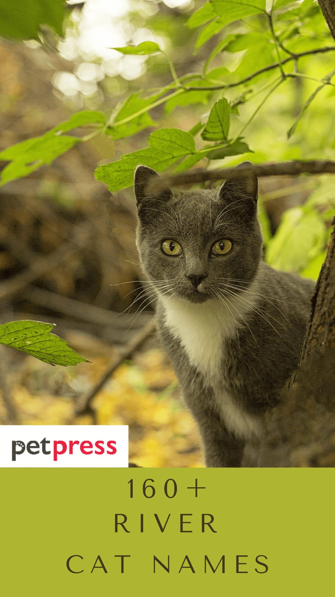river-cat-names