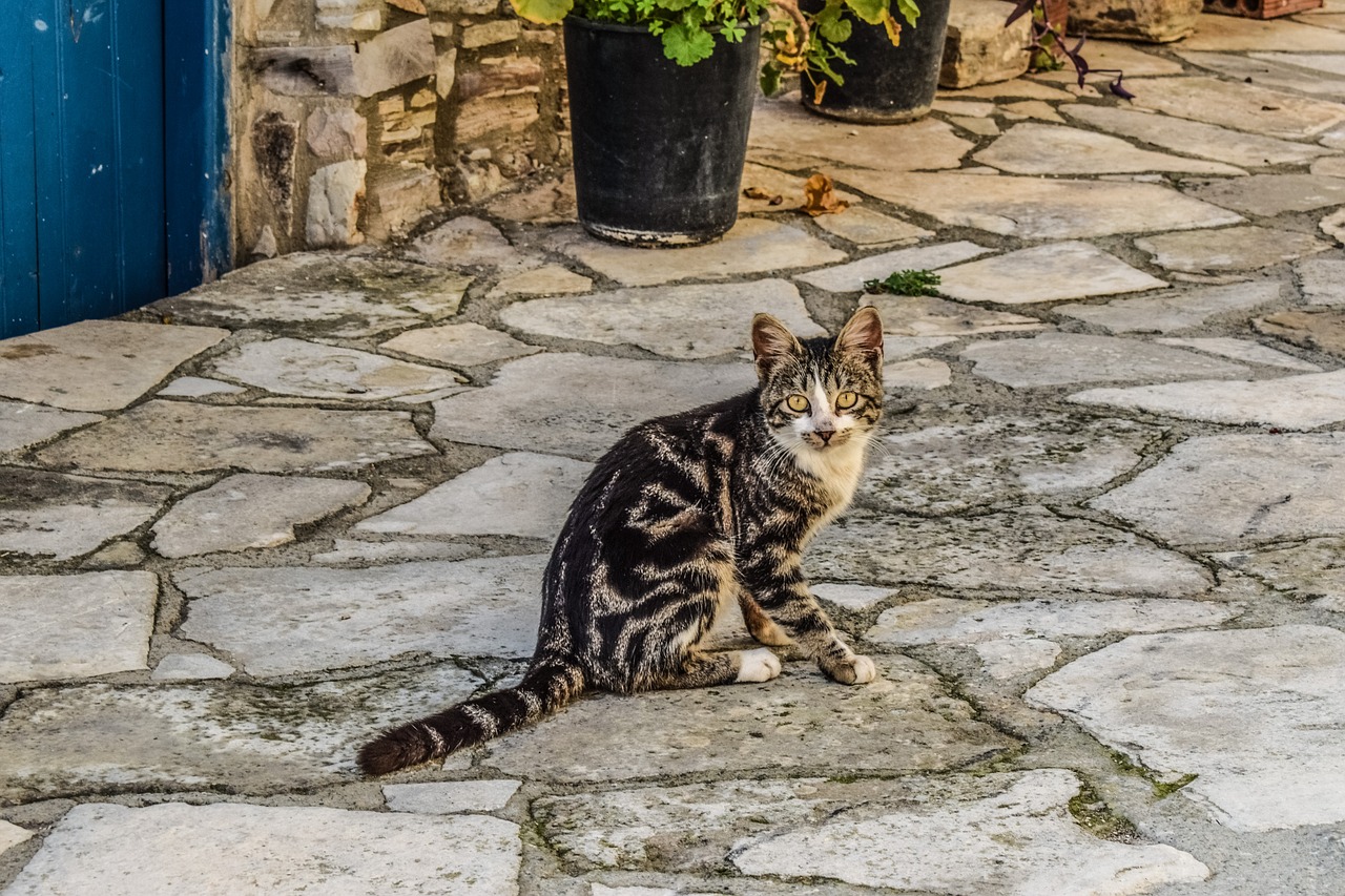 roman-gypsy-cat-names