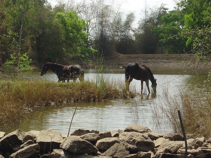 tamil horse names for naming a horse
