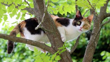 three-colored-cat-names