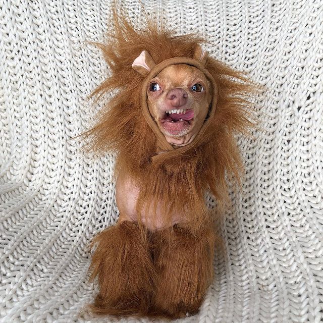 tuna-chiweenie