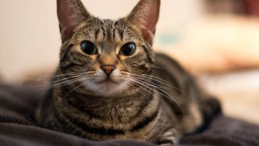 unisex-munchkin-cat-names