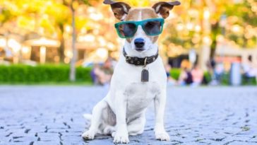 Boujee Dog Names - 80+ Fancy, Boujee Dog Name Ideas