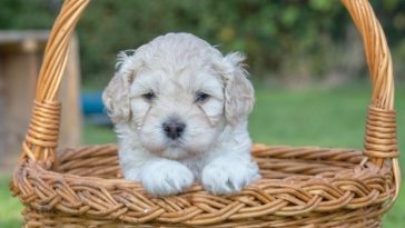 Over 50 Sesame Street Inspired Dog Names