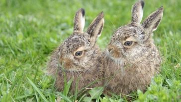 Top Rabbit Pair Names - List of 100+ for a Pair of Rabbits