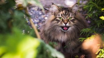 best-manly-cat-names