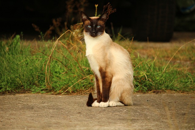 best-siamese-warrior-cat-names