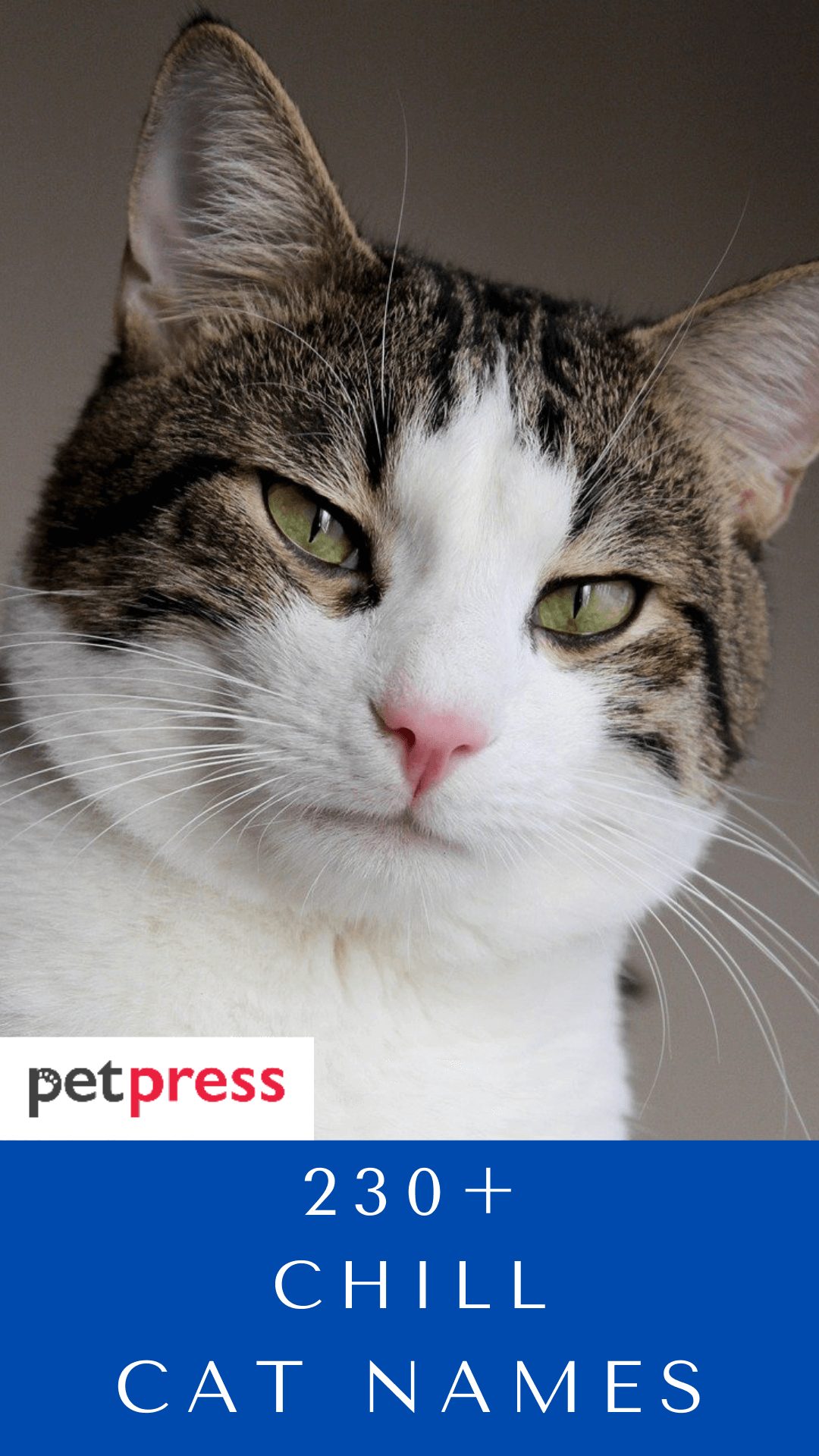 chill-cat-names
