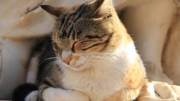 cute-fire-cat-names