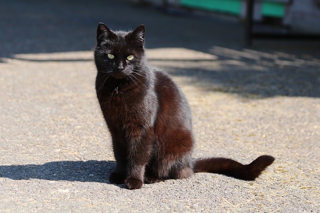egyptian-cat-names