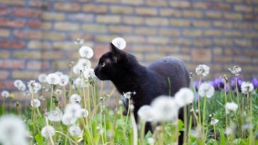 female-badass-black-cat-names
