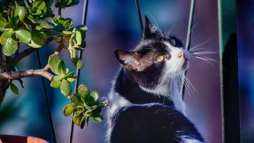 female-chill-cat-names01