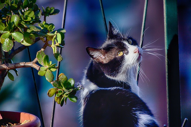female-chill-cat-names01