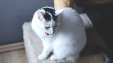 female-curious-cat-names