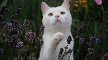 female-fantasy-cat-names