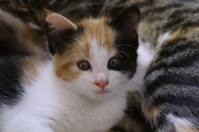 female-names-start-with-cat-01