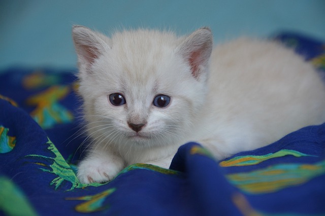 female-names-start-with-cat