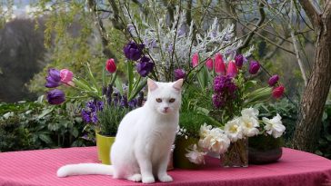 female-noble-cat-names
