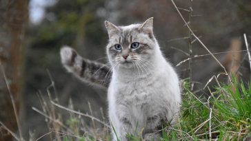 female-russian-cat-names