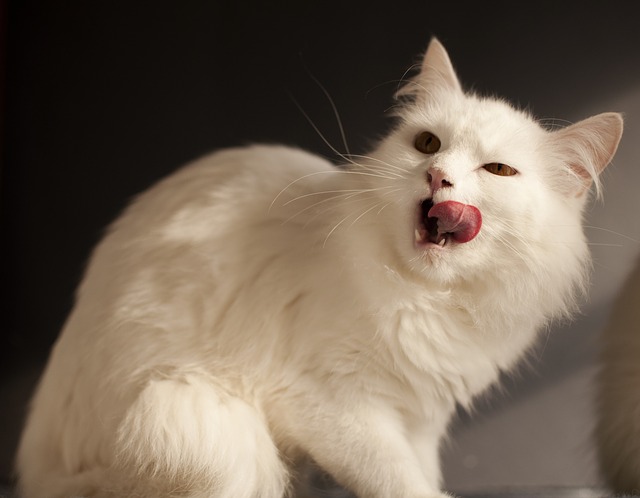 female-witty-cat-names