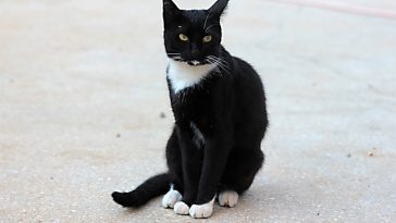 french-cajuncat-names