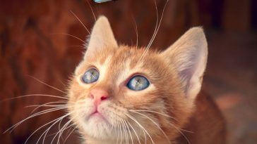 kawaii-female-cat-names
