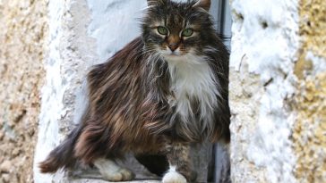 legendary-pokemon-cat-names