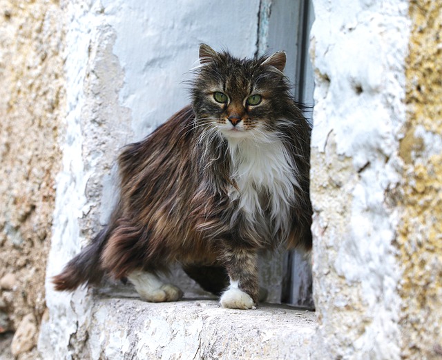 legendary-pokemon-cat-names
