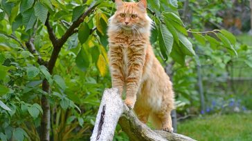 male-brazilian-cat-names