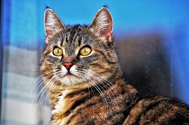 male-chill-cat-names01