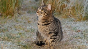 male-feisty-cat-names