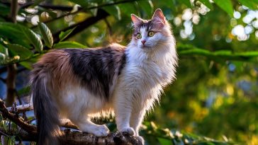 male-hungarian-cat-names
