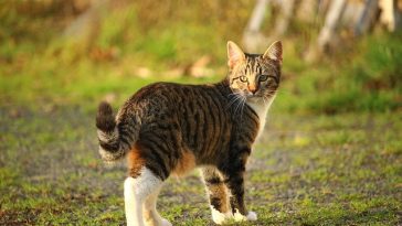 male-spring-cat-names