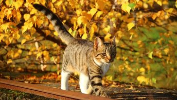 male-vietnamese-cat-names