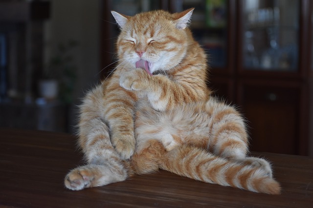 male-witty-cat-names
