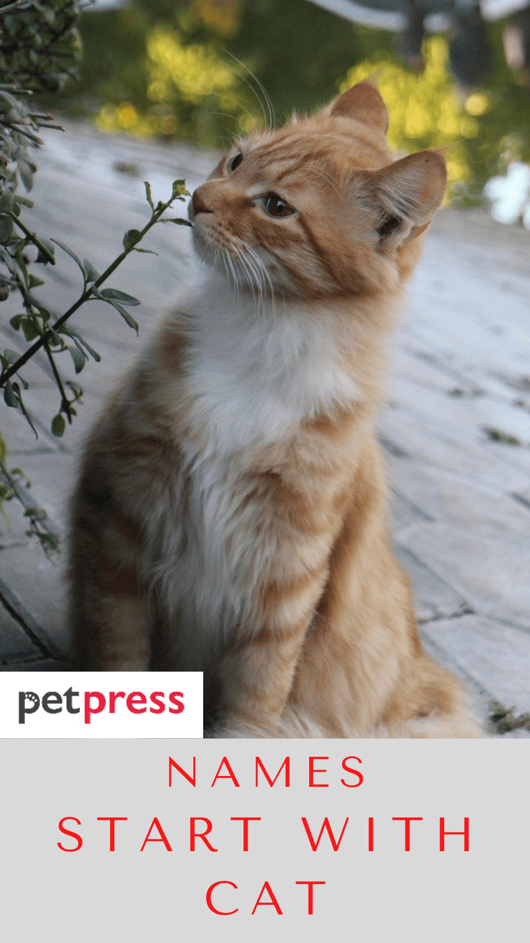 names-start-with-cat