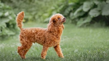 Poodle