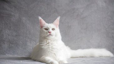 sophisticated-female-cat-names