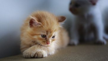 unique-blonde-cat-names