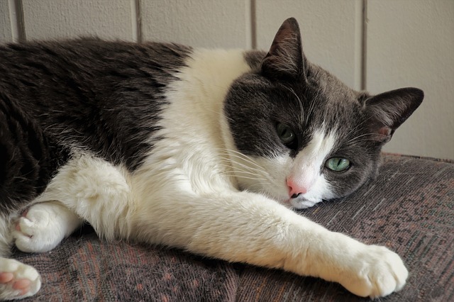unique-chill-cat-names