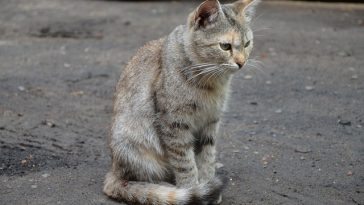 unique-welsh-cat-names
