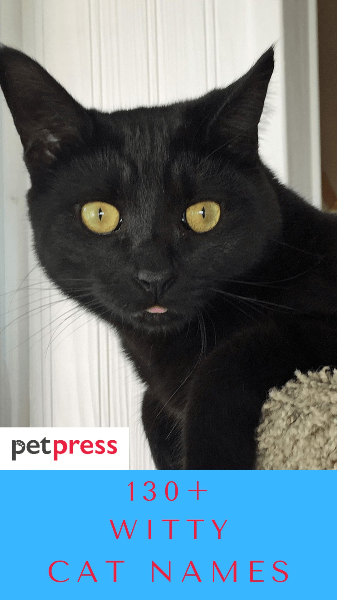 witty-cat-names