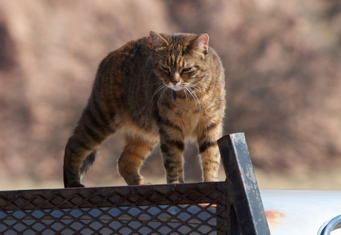 Best Truck Cat Names