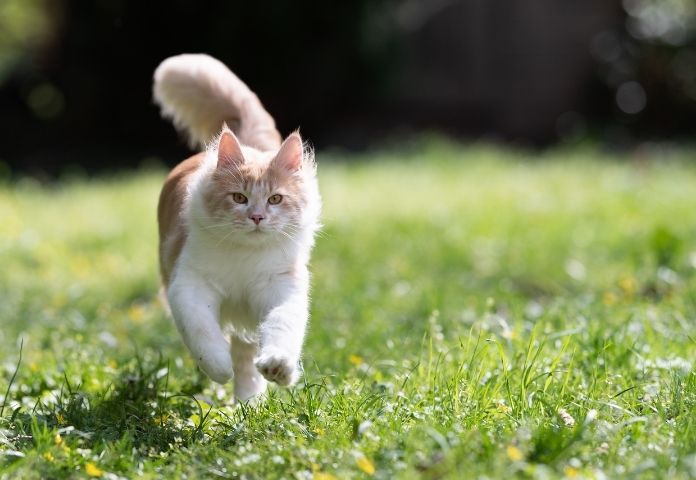 Female Fast Cat Names