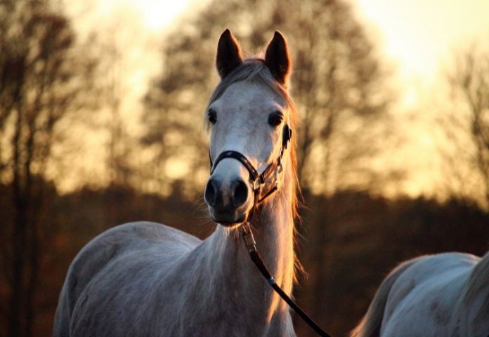 Horse names starting with E