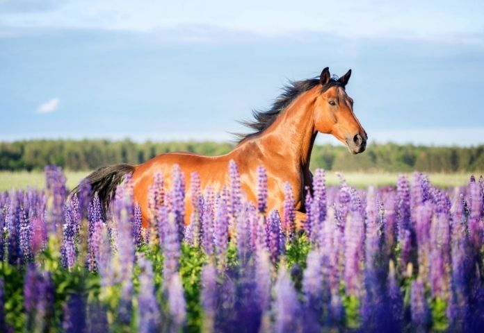Horse names starting with O