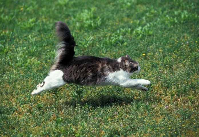 Male Fast Cat Names