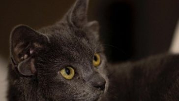 This Cat From Turkey Has Four Ears & Trends On Social Media