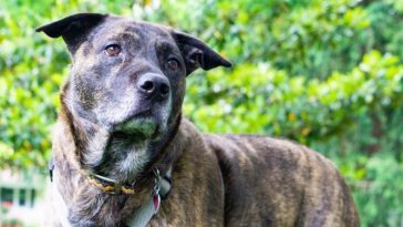 Top Brindle Pitbull Names - 150+ Dog Names for a Brindle Pitbull